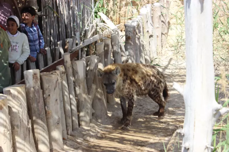 Afrika safari park (3)