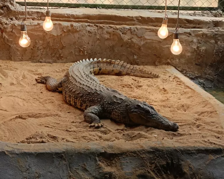 Afrika safari park (7)