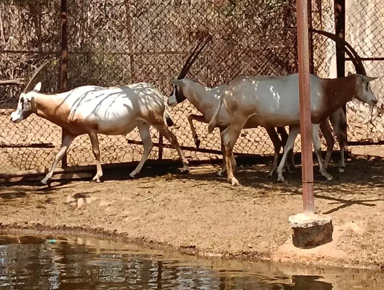Afrika safari park (8)