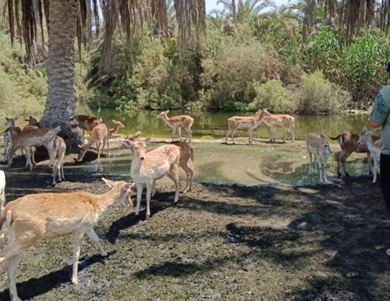 Afrika safari park (9)