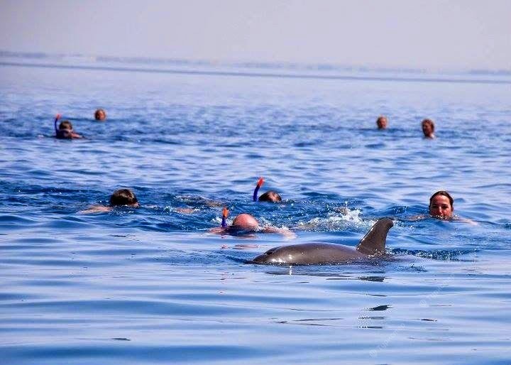 snorkeling with dolphins in Hurghada on a boat trip